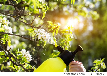 Treating apple tree blossoms for fruit yield and protection from pests and diseases. Copper sulfate treatment, solar 135040267