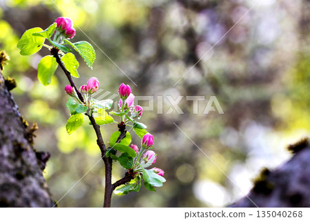Pink flower buds and green leaves of tree branch with water droplets, vibrant springtime growth, nature detail outdoors, fresh foliage after rain Pink flower buds and green leaves of tree branch with water droplets, vibrant springtime growth, nature detail outdoors, fresh foliage after rain 135040268