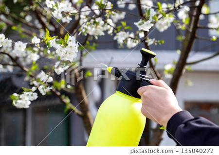 Treating cherry blossoms in spring with ammonia to prevent diseases and pests, close-up Treating cherry blossoms in spring with ammonia to prevent diseases and pests, close-up 135040272