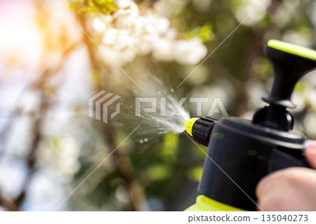 Treating cherry blossoms in spring with ammonia to prevent diseases and pests, close-up 135040273