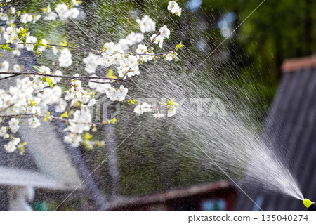 Treating cherry blossoms with a boric acid mixture to combat cherry blossom fly and coccomycosis. Increasing yields. Copy space for text Treating cherry blossoms with a boric acid mixture to combat cherry blossom fly and coccomycosis. Increasing yields. Copy space for text 135040274