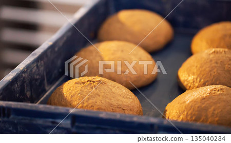 Raw dough portions proofing in blue plastic container before baking process, showing readiness for artisan bread production in commercial bakery setting with warm ambient light 135040284
