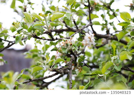 Dry and frostbitten apple tree flowers and leaves, close-up Dry and frostbitten apple tree flowers and leaves, close-up 135040323