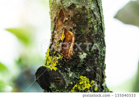 Close up view of damaged tree bark with peeling outer layer and small holes, showing evidence of plant disease and moss growth on surface of wood 135040333