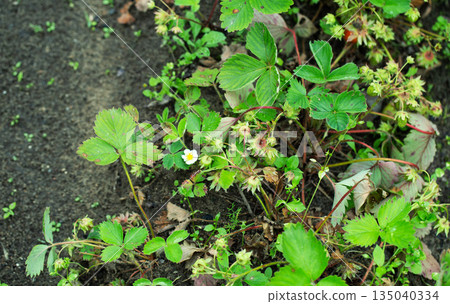 Close up view of wild strawberry plants with green leaves, small white flower, and unripe green fruits growing in soil, showing signs of possible plant disease damage. Close up view of wild strawberry plants with green leaves, small white flower, and unripe green fruits growing in soil, showing signs of possible plant disease damage. 135040334