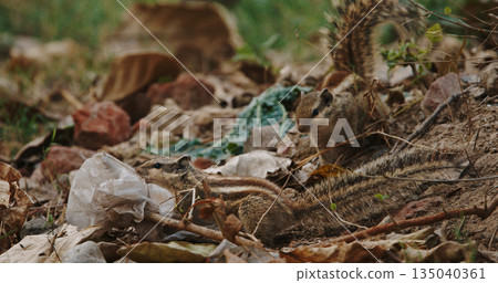 Urban squirrels foraging plastic trash among dry leaves symbolizing environmental pollution Urban squirrels foraging plastic trash among dry leaves symbolizing environmental pollution 135040361