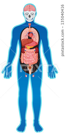 Human Body Diagram with Internal Organs and Brain 135040416