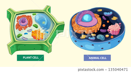 Detailed Vector Illustration of Plant and Animal Cells 135040471