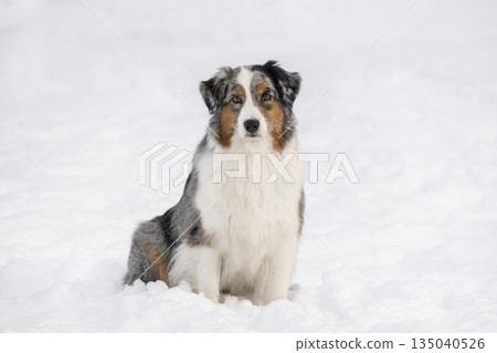 A beautiful tri-color Aussie dog sits calmly on a field of deep white snow. The pet looks directly at the camera against a soft blurred winter background. A beautiful tri-color Aussie dog sits calmly on a field of deep white snow. The pet looks directly at the camera against a soft blurred winter background. 135040526