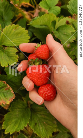 Farmer holding freshly picked strawberries in hand 135040727