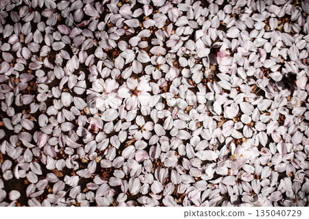 Fallen cherry blossoms creating delicate carpet in petrin gardens prague in March 135040729
