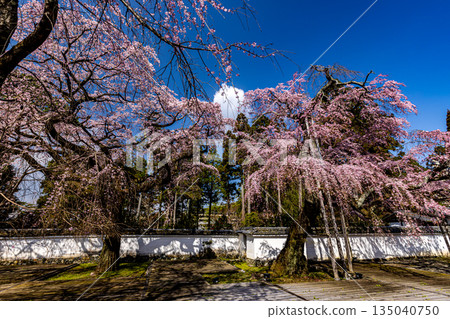 京都:醍醐寺垂枝櫻花盛開 京都:醍醐寺垂枝櫻花盛開 135040750