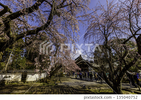 Kyoto: Weeping cherry blossoms in full bloom at Daigoji Temple 135040752