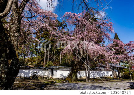 Kyoto: Weeping cherry blossoms in full bloom at Daigoji Temple 135040754