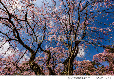 Kyoto: Weeping cherry blossoms in full bloom at Daigoji Temple 135040755