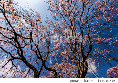 Kyoto: Weeping cherry blossoms in full bloom at Daigoji Temple 135040756