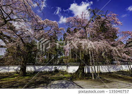 Kyoto: Weeping cherry blossoms in full bloom at Daigoji Temple 135040757