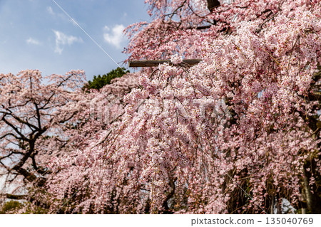 Kyoto: Weeping cherry blossoms in full bloom at Daigoji Temple 135040769