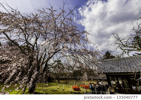 京都:醍醐寺垂枝櫻花盛開 京都:醍醐寺垂枝櫻花盛開 135040777