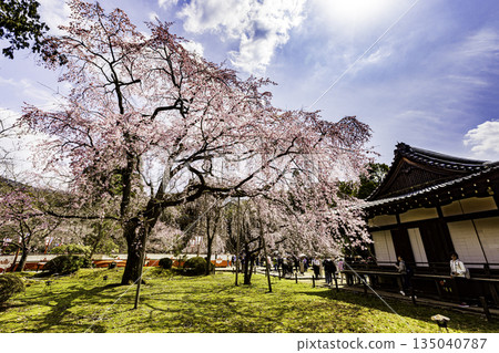 Kyoto: Weeping cherry blossoms in full bloom at Daigoji Temple Kyoto: Weeping cherry blossoms in full bloom at Daigoji Temple 135040787