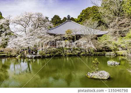 Kyoto: Weeping cherry blossoms in full bloom at Daigoji Temple Kyoto: Weeping cherry blossoms in full bloom at Daigoji Temple 135040798
