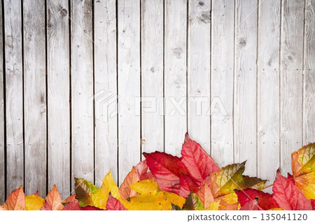 Colorful fallen autumn leaves forming border along vertical grey wooden planks, flat design Colorful fallen autumn leaves forming border along vertical grey wooden planks, flat design 135041120