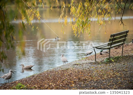 Empty bench by seagulls at lake 135041323