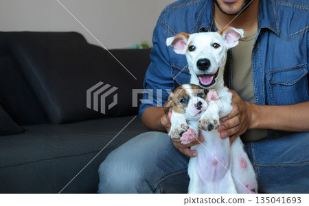 Man Sitting on Sofa Holding Two Adorable Jack Russell Terrier Puppies 135041693