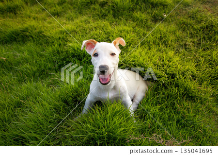 Smiling White Jack Russell Terrier Dog Sits Happily on Lush Green Grass on a Warm Sunny Day, Emitting Happiness, Endorphins and Dopamine for Humans 135041695
