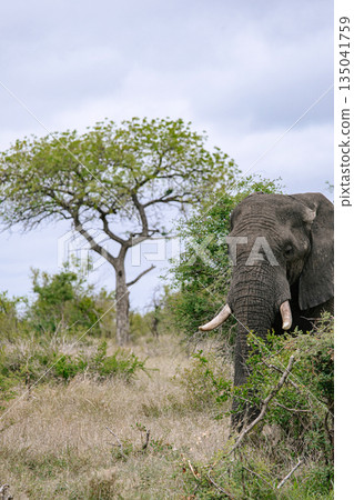 african elephant stands among trees in natural habitat, savanna african elephant stands among trees in natural habitat, savanna 135041759