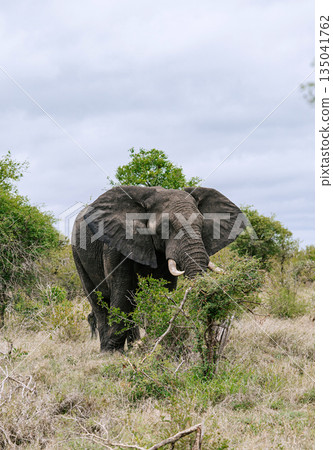 african elephant stands among trees in natural habitat, savanna 135041762
