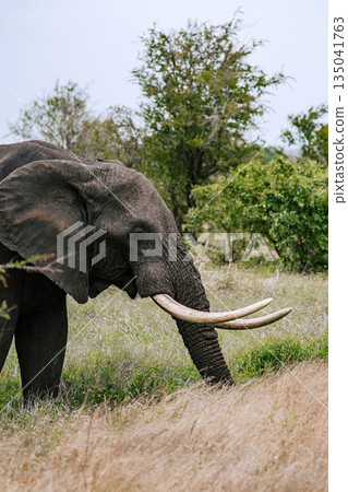 African elephant with large tusks grazing on tall dry grass in natural habitat 135041763