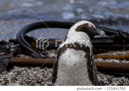 Spectacled African penguin standing on a pebbly beach next to kelp Spectacled African penguin standing on a pebbly beach next to kelp 135041765