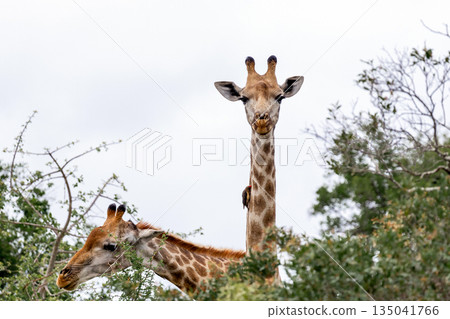 Two giraffe against a light sky, green foliage. Wildlife safari in national park 135041766