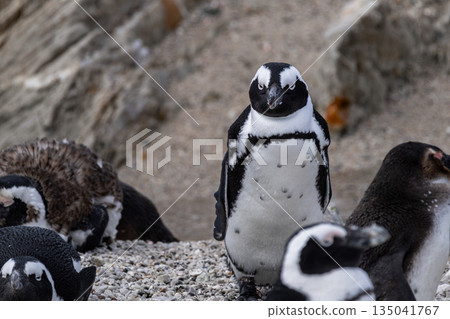 Serious African penguin standing on a rocky beach. Wildlife conservation 135041767