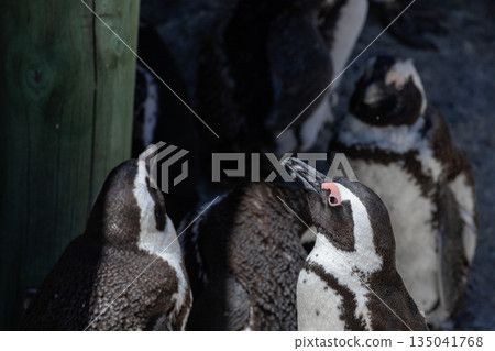 Close up of cape penguin looking upward. Wildlife and animal life 135041768