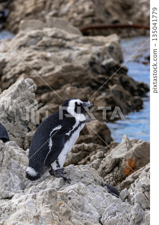 African penguin standing on rocky shore looking toward blue ocean water African penguin standing on rocky shore looking toward blue ocean water 135041779