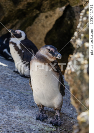 Spectacled penguin standing on rock. African penguin in its natural habitat Spectacled penguin standing on rock. African penguin in its natural habitat 135041781