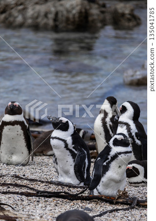 Group of spectacled penguins on a rocky beach near the water in South Africa Group of spectacled penguins on a rocky beach near the water in South Africa 135041785