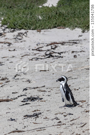 Cape penguin standing alone on a sandy beach with green vegetation Cape penguin standing alone on a sandy beach with green vegetation 135041786