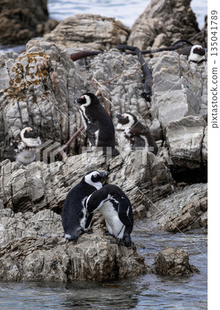 Spectacled penguins gathered on rocky shore, with pair interacting near water Spectacled penguins gathered on rocky shore, with pair interacting near water 135041789