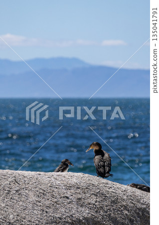 Cape cormorant and young bird standing on rock Cape cormorant and young bird standing on rock 135041791