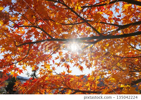 The sun shining through the gaps in the autumn maple leaves The sun shining through the gaps in the autumn maple leaves 135042224