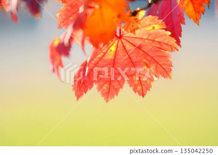 Itai秋葉葉子槭樹 135042250