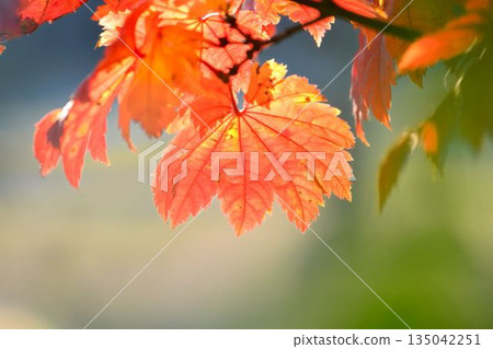 Autumn leaves of Itai yaded maple 135042251
