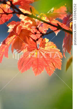 Itai秋葉葉子槭樹 135042252
