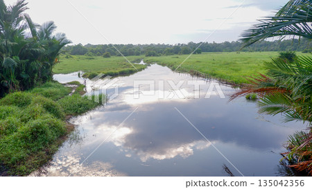 Calm River Flowing Through Green Tropical Grassland Calm River Flowing Through Green Tropical Grassland 135042356