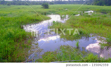 Natural Marshland and Ponds in Tropical Countryside Natural Marshland and Ponds in Tropical Countryside 135042359