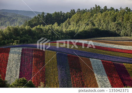 Shikisai Ayako 135042371