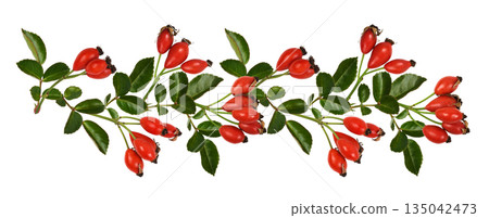 Red berries of wild rose and green leaves n a line pattern isolated on white background. Floral arrangement. 135042473